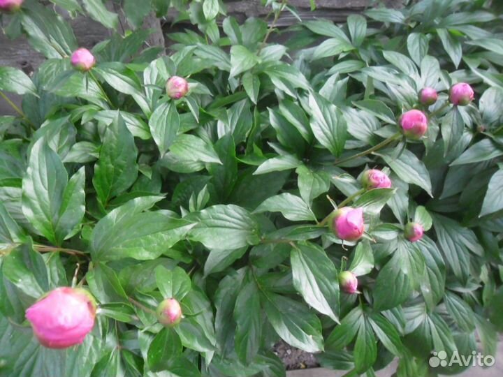 Пионы травянистые саженцы