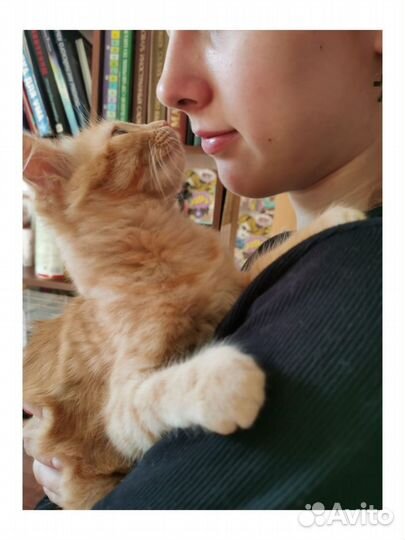 Котенок рыжая девочка 3 мес