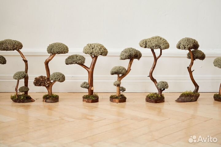 Цетрария живое дерево