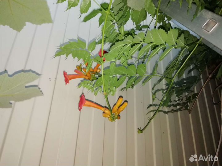 Цветок Кампсис лиана