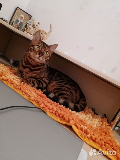 Бенгальский кот вязка