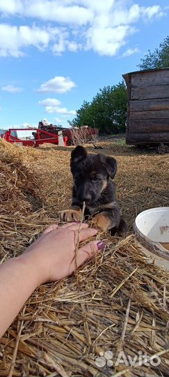 Щенки немецкой овчарки