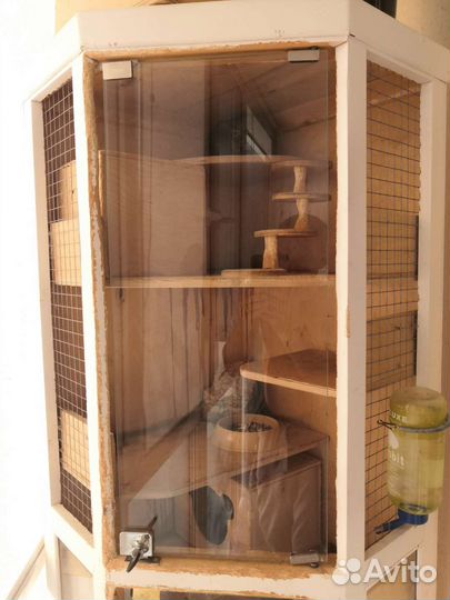 Семья шиншилл с витриной