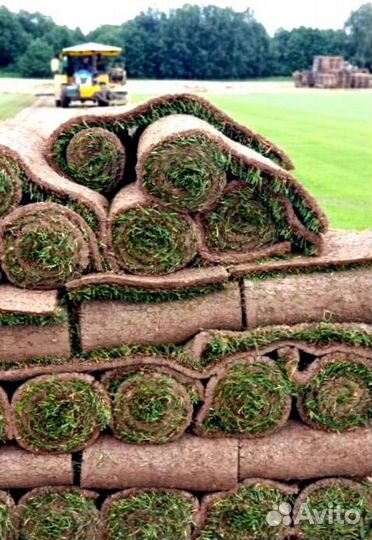 Рулонный газон