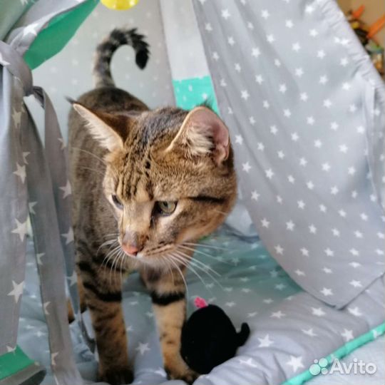 Котоняня / передержка домашних животных