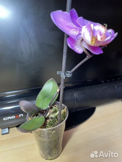 Орхидеи фаленопсис подростки