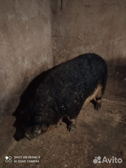 Мангалица хряк