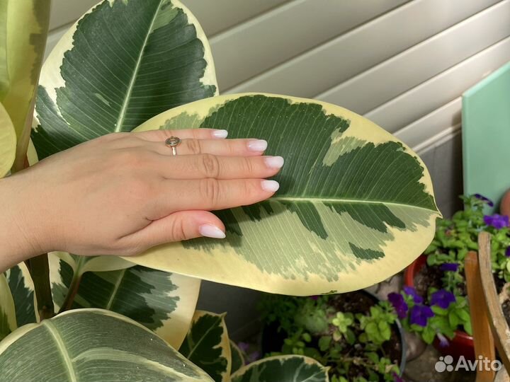 Фикус вариегатный