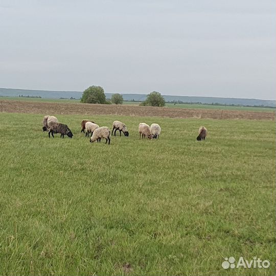 Овцы бараны