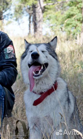 Сибирский хаски