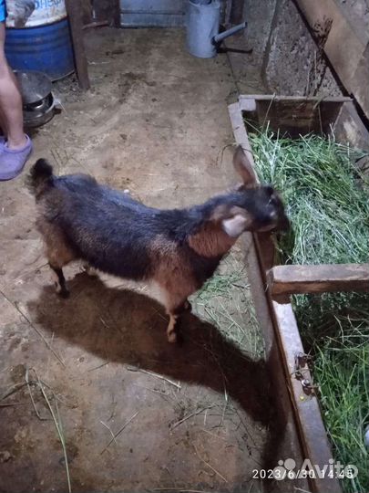 Коза нубийская
