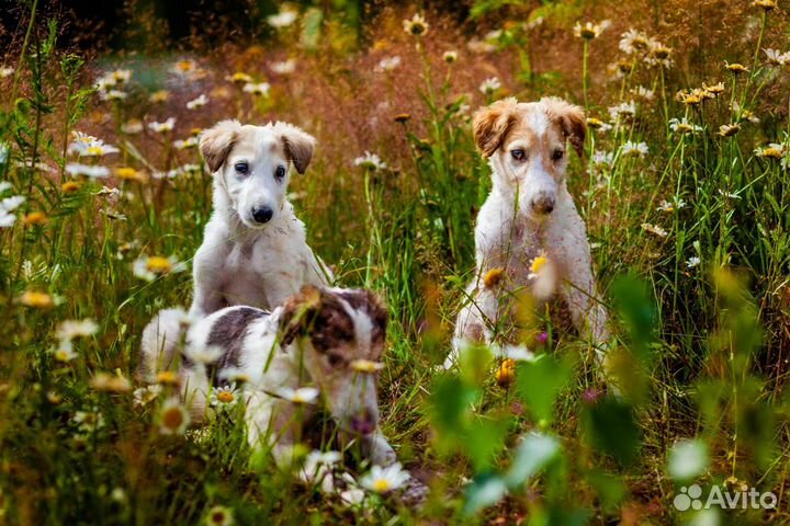 Щенки русской псовой борзой