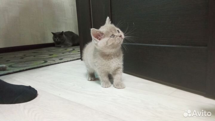 Британские котята