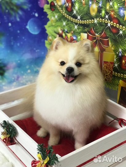 Вязка собак шпиц