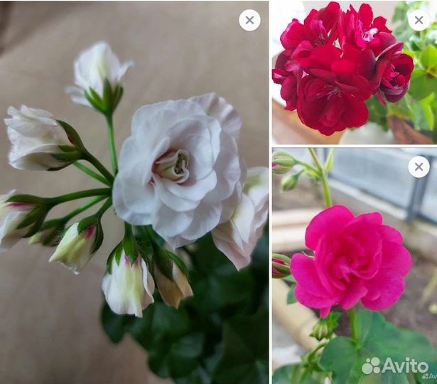 Пеларгония плющелистная ампельная