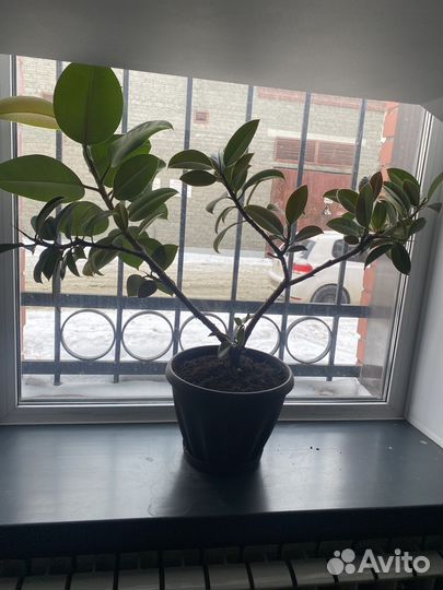 Цветы фикус
