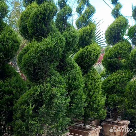 Туя брабант с доставкой