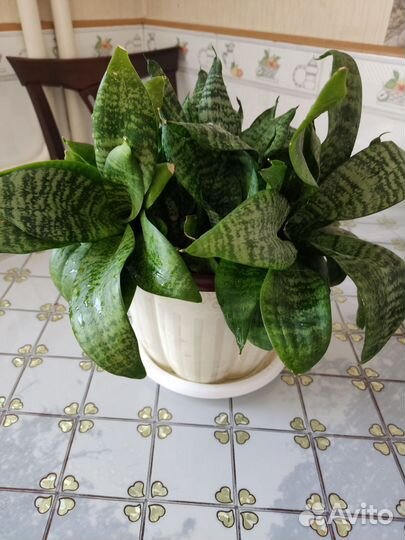 Цветок Сансевиерия