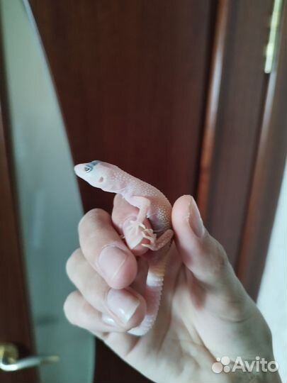 Ящерица эублефар