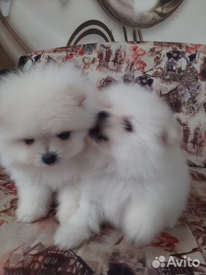 Щенки шпица