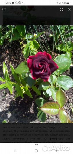 Кустовые розы