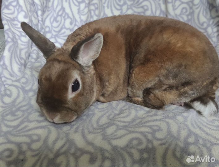 Самец карликовый рекс