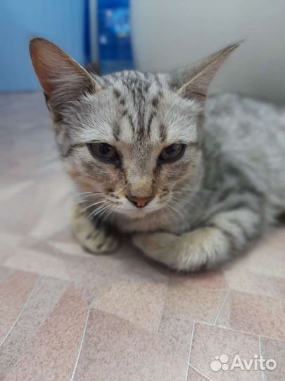 Котенок в добрые руки