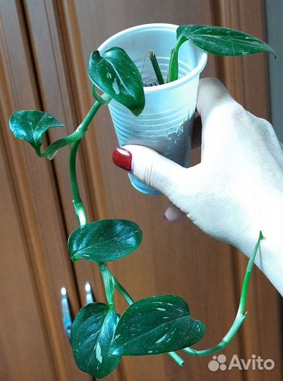 Цветы разные