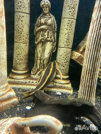 Аквариум с рыбами