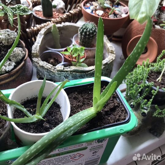 Кактус опунция Монаканта вариегатная