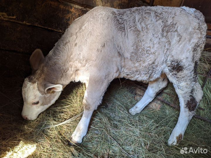 Месячная телочка