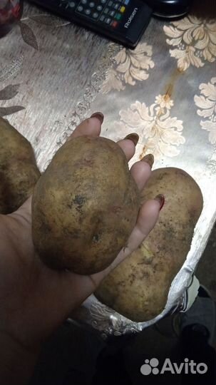 Картофель домашний деревенский (продажа ведром)