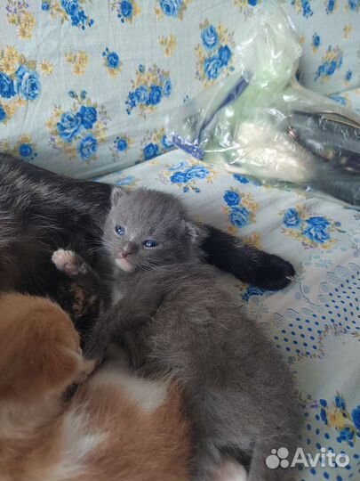 Кошки в добрые руки бесплатно