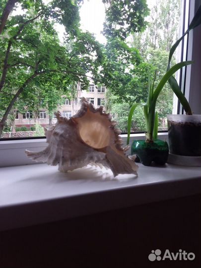 Раковина для аквариума из индийского океана