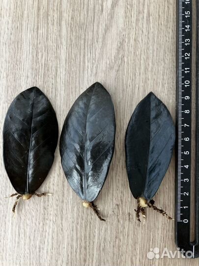 Замиокулькас чёрный raven с корнем и клубнем