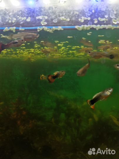 Аквариумные рыбки гуппи, анцыструсы, меченосцы
