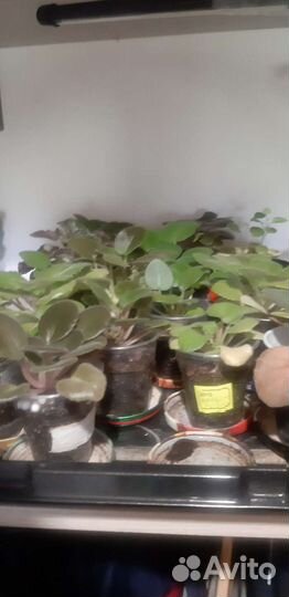 Цветы фиалки