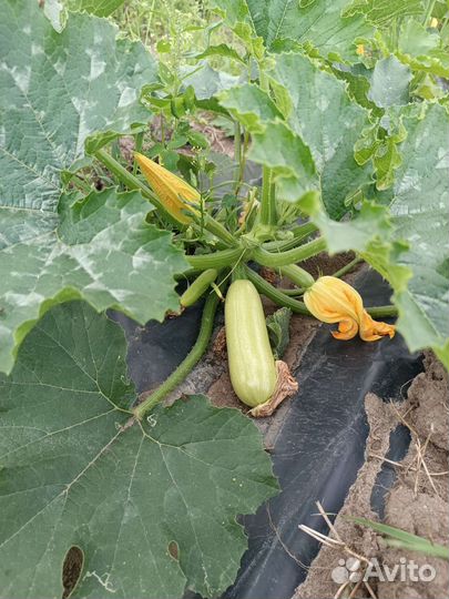 Кабачки домашние