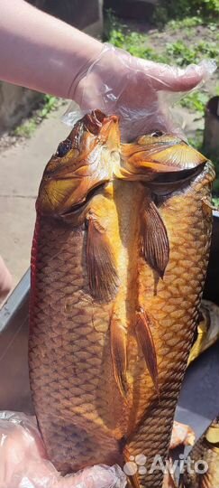 Копчение рыбы Холодное копчение