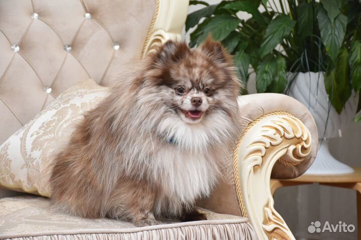 Кобель для вязки шпиц