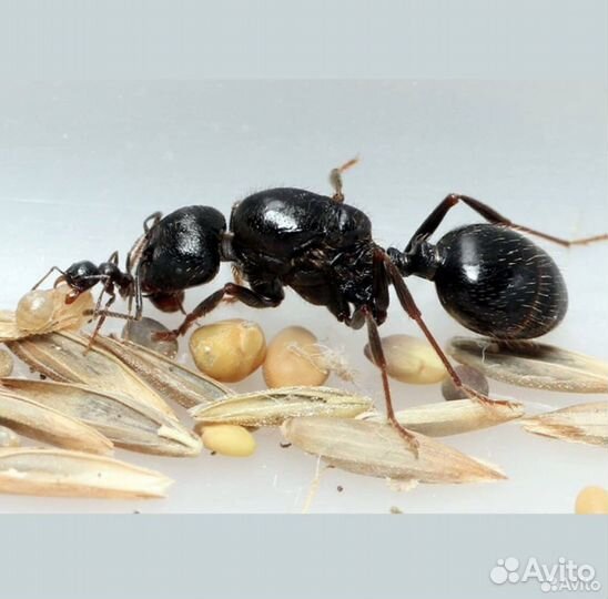 Муравьи разных видов (lasius,messor)