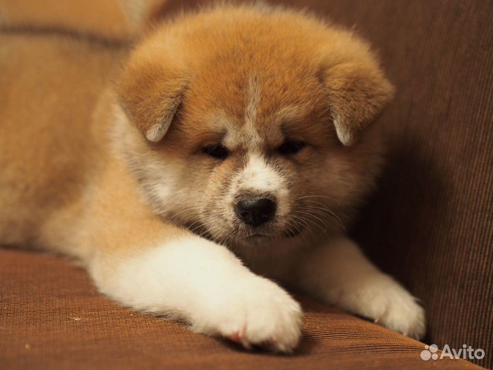 Акита тигровые и рыжие