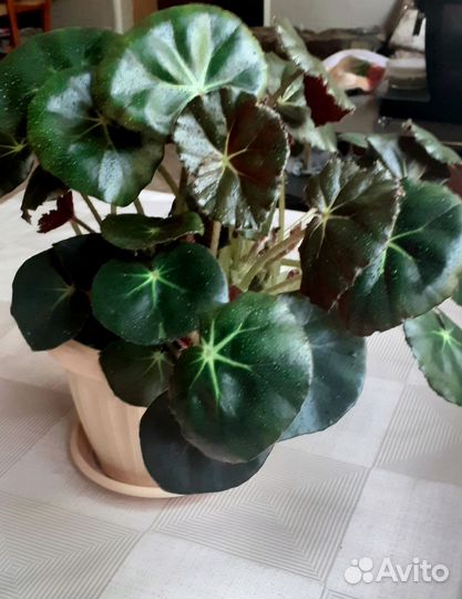 Комнатные растения