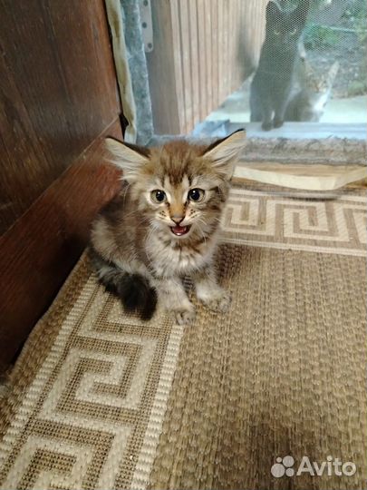 Котёнок мальчик, 1,5 месяца