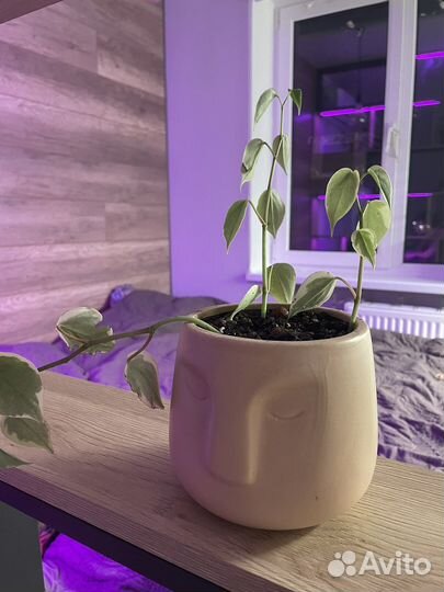 Пеперомия вариегатная сканденс