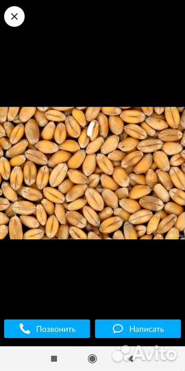 Зерно пшеница ячмень