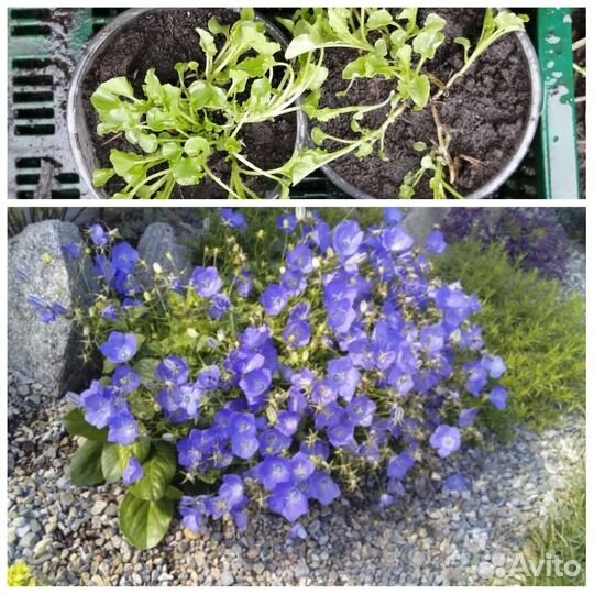 Колокольчик цветы