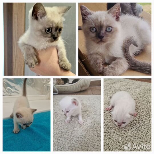 Чистокровные Британские котята