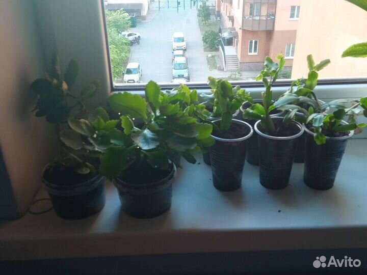 Каланхоэ и декабрист