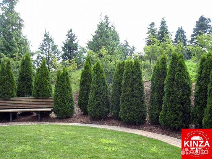 Туя смарагд 1,64 м